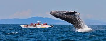 Mirissa Whale Watching